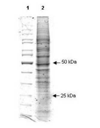Coomassie stained SDS-PAGE image of 20 μL of Mouse Derived RAW 264.7 Whole Cell Lysate (Ready-to-Use) separated in a 4-20% gradient gel under reducing conditions (lane 2). Molecular weight standards are shown in lane 1.